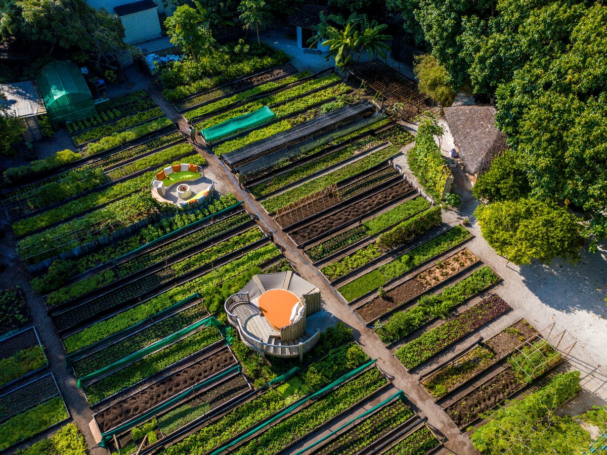 Aerial view of long raised vegetable beds, sandy paths and two round seating pavilions in the resort's organic garden.