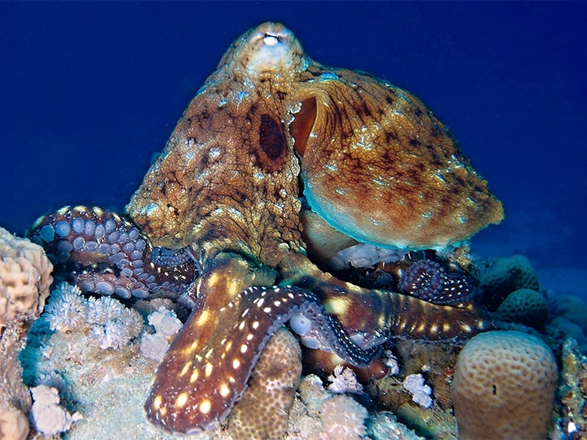 An octopus camouflaged on a coral head in deep blue water.