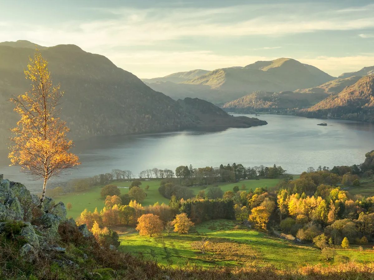 Ullswater lying between wooded fells in autumn, with fields, hedgerows and a golden birch tree in the foreground.