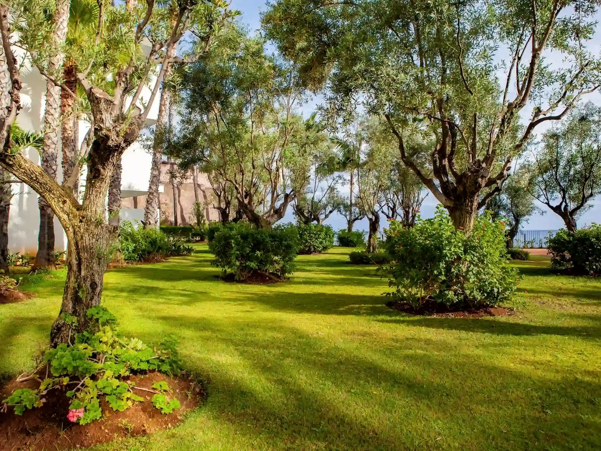 A mown lawn under mature olive trees and palms, with clipped shrubs and flowering beds and a strip of blue sea beyond.