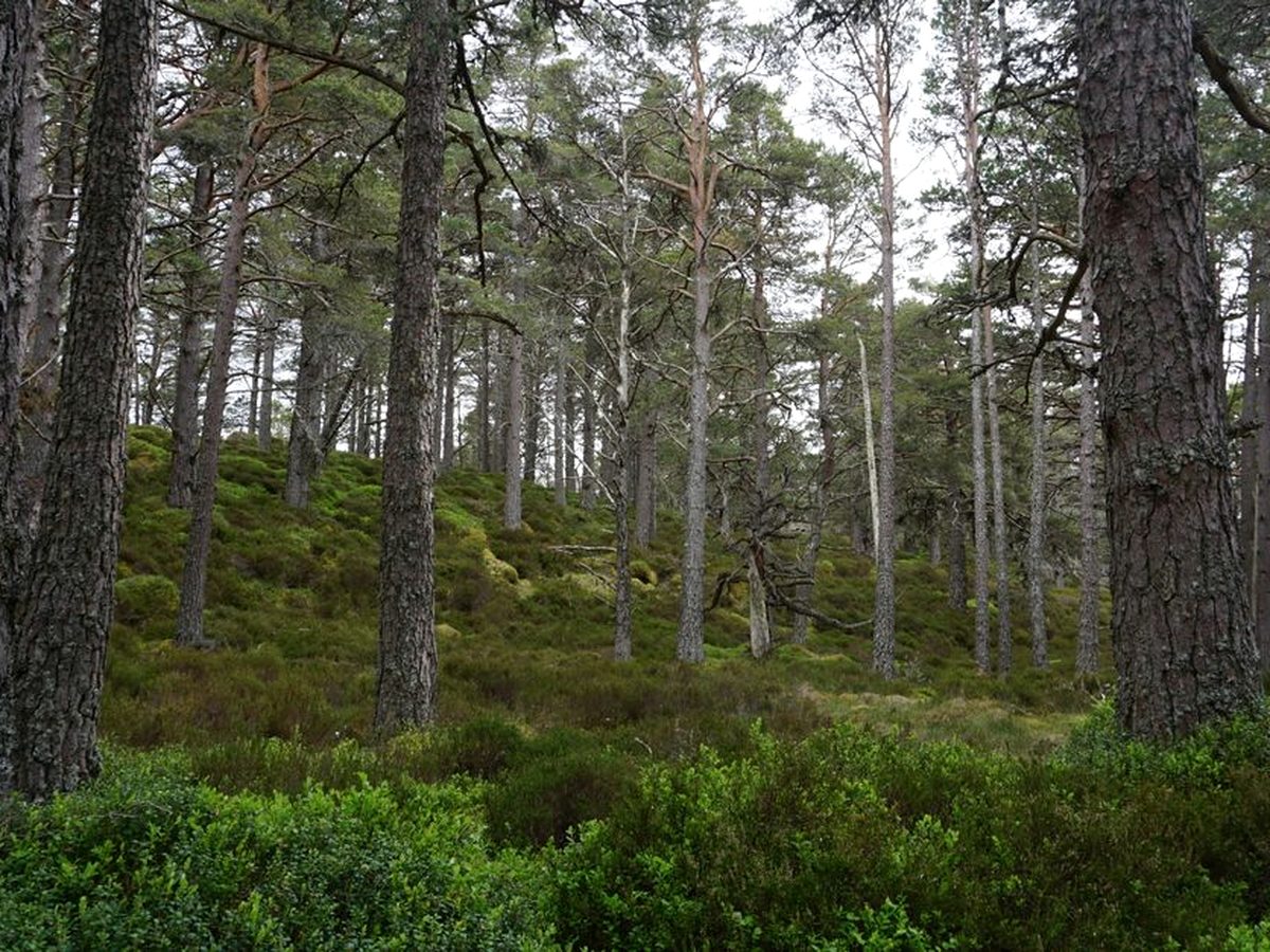 The Cairngorms near Aviemore