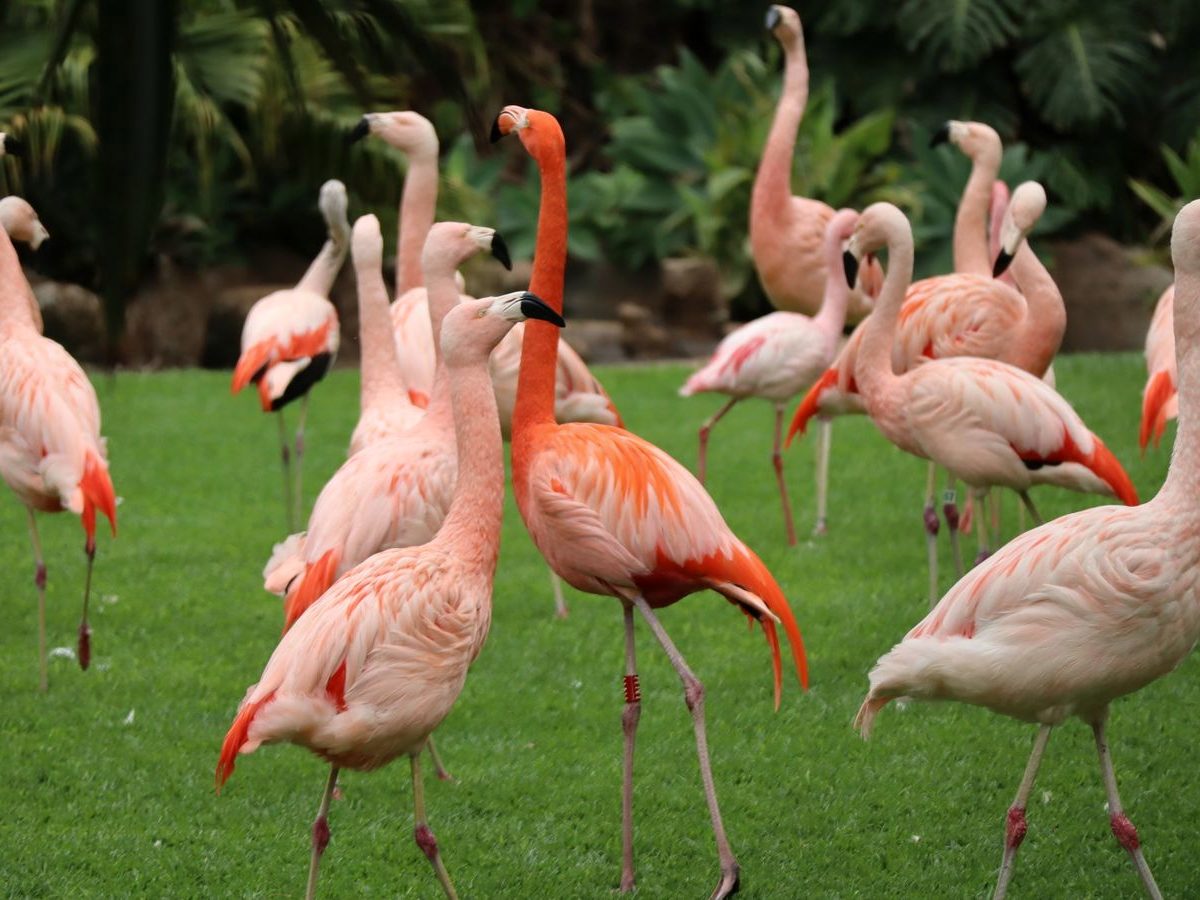 Flamingos at Loro Parque, the big animal park in the north