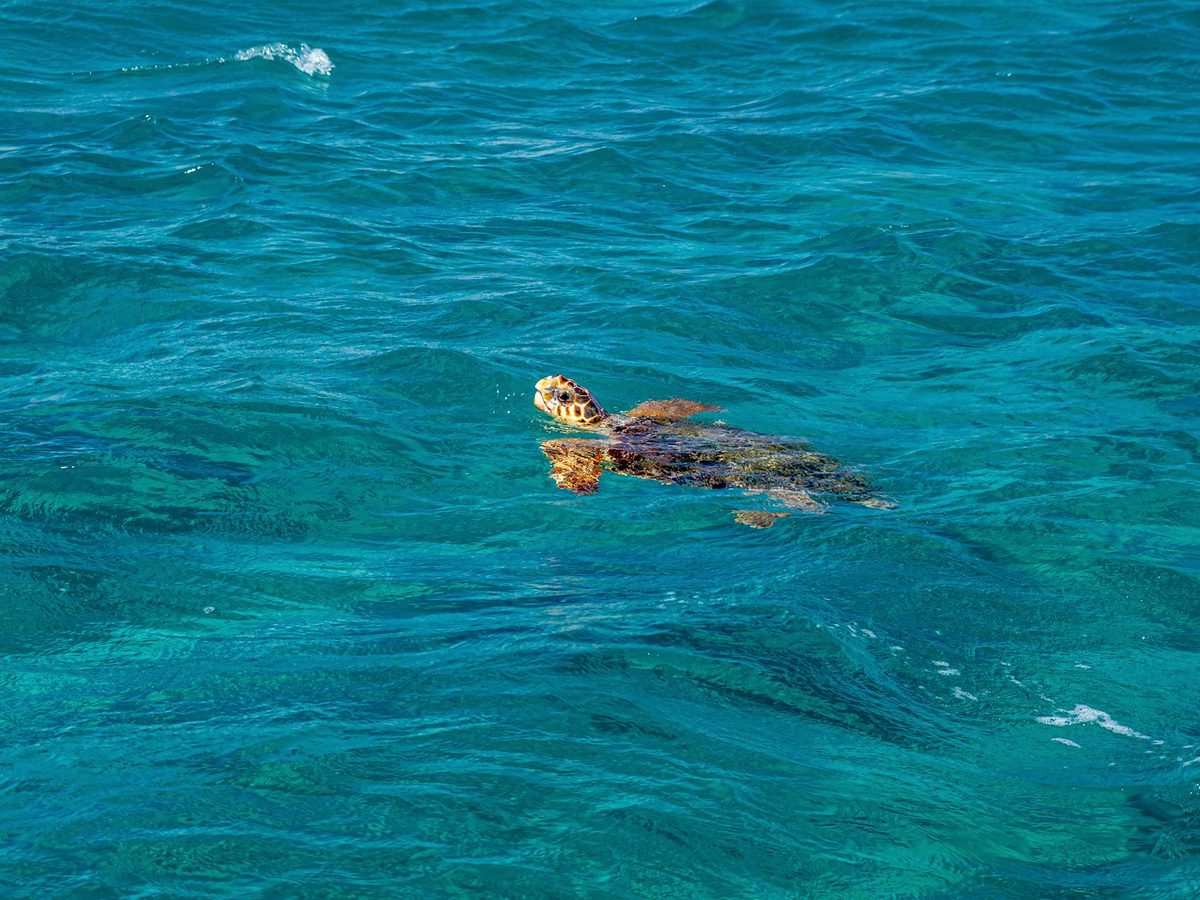A loggerhead turtle in clear Ionian water